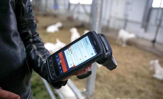 RFID-технологии в животноводстве: «Ферма М2» раскрыла свои секреты